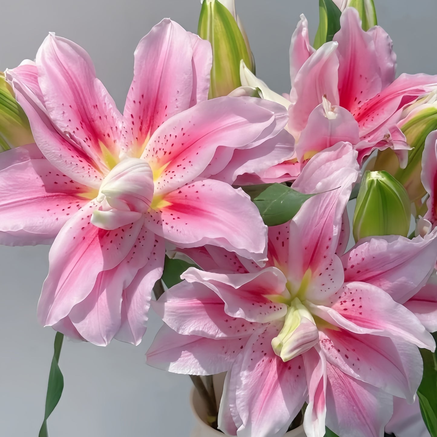 🌸 Double Petal Lily – Where Elegance Meets Fragrance