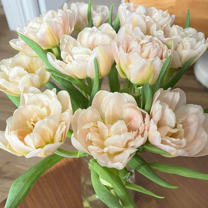 Tulip Seeds – Grow a Stunning Spring Garden Full of Color