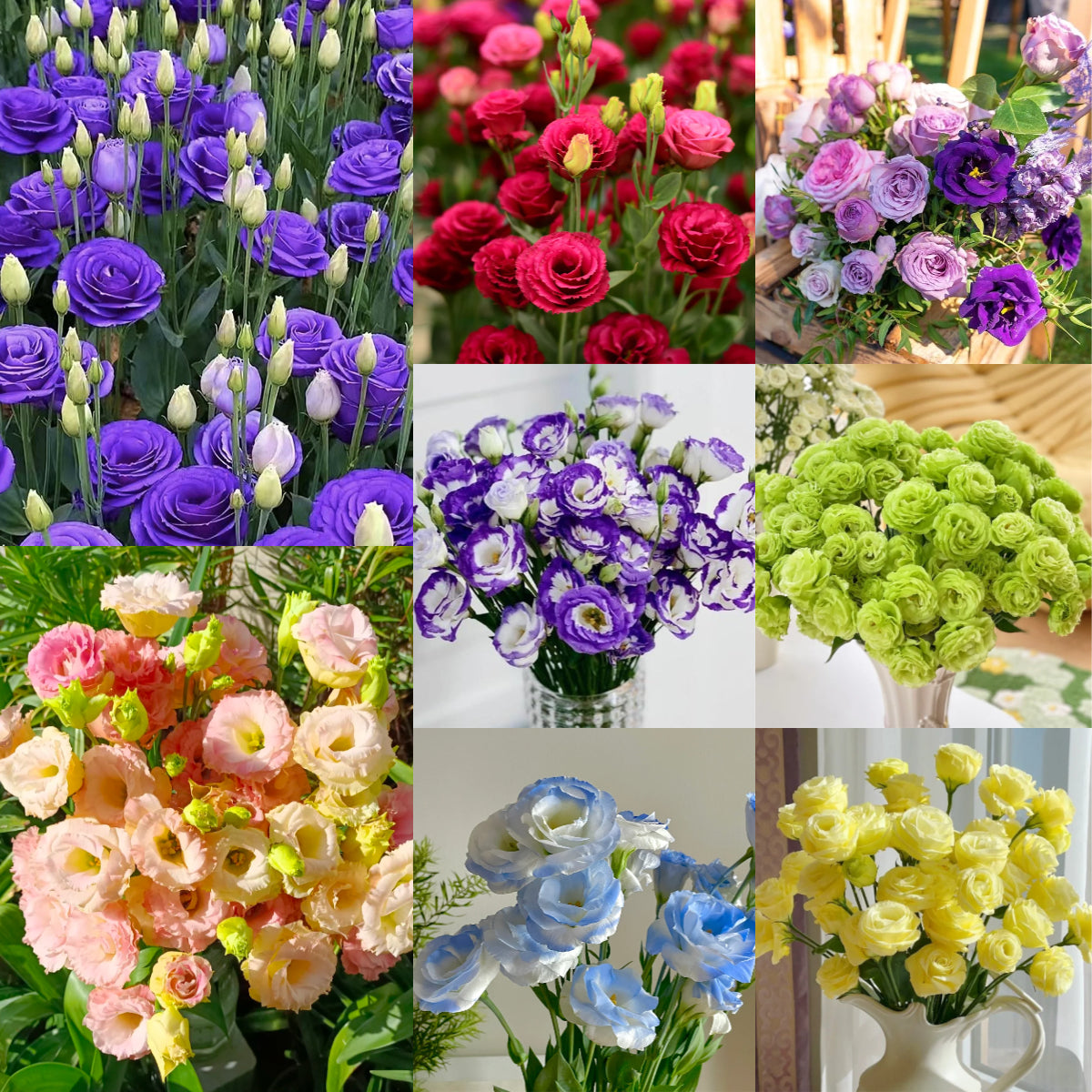 🌷Lisianthus Seeds - Blooming Elegance