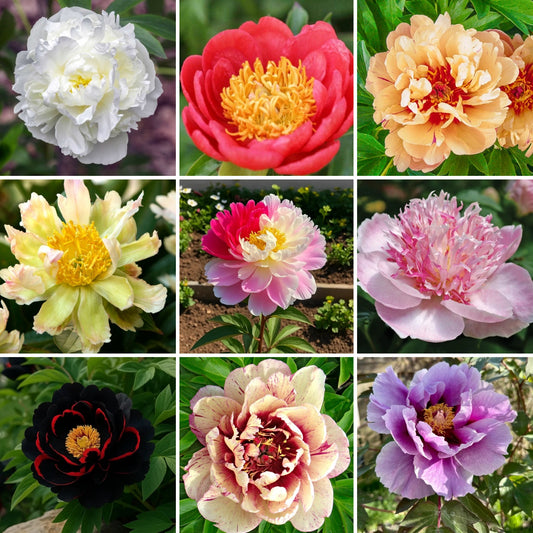 🌸 Peony Bulbs – Elegance in Every Bloom 🌸