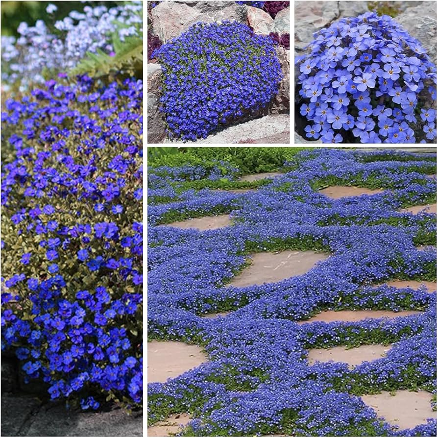 ✨ The Magical Fairy Garden of Your Dreams✨Creeping Thyme Seeds