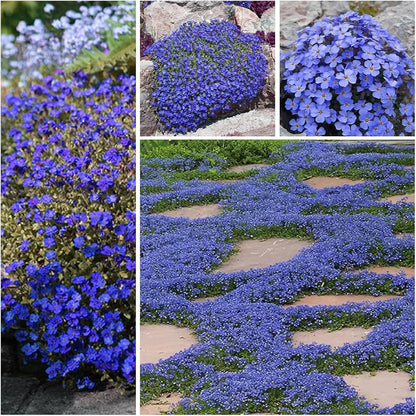 ✨ The Magical Fairy Garden of Your Dreams✨Creeping Thyme Seeds