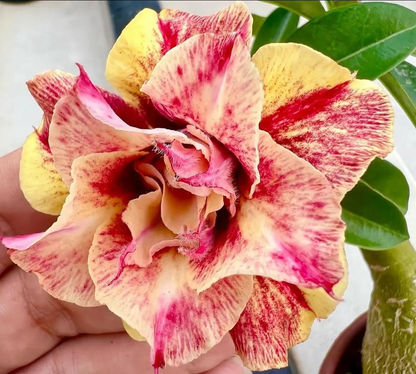 🌵 Desert Rose Bulbs - An Exotic Gem for Your Garden🌸