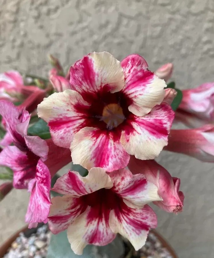 🌵 Desert Rose Bulbs - An Exotic Gem for Your Garden🌸