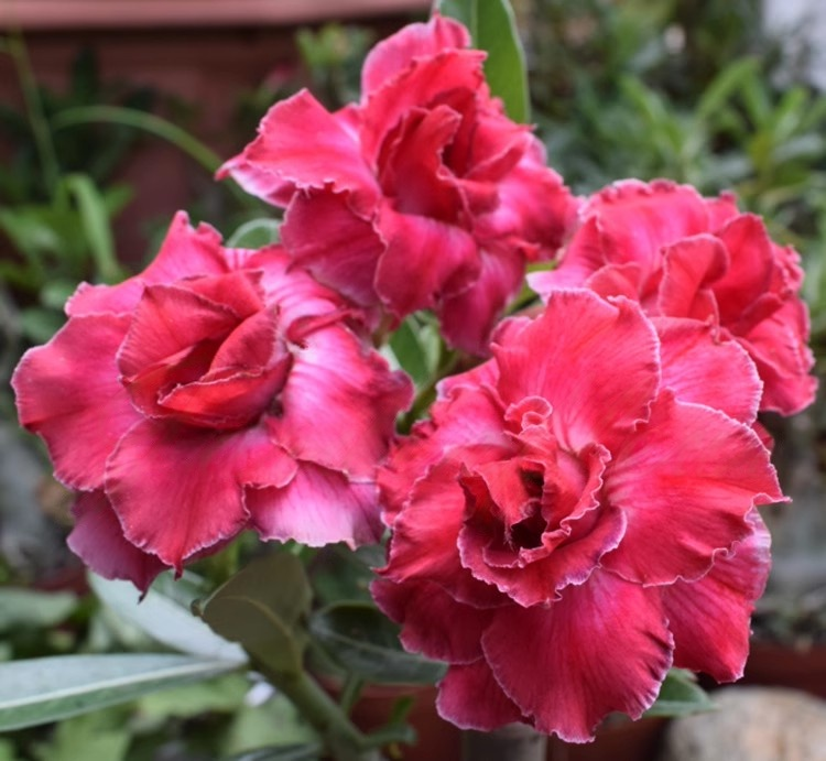 🌵 Desert Rose Bulbs - An Exotic Gem for Your Garden🌸