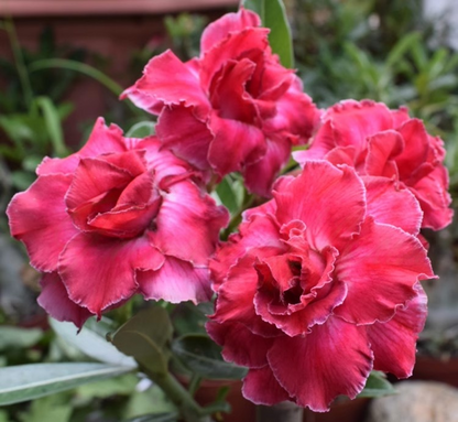 🌵 Desert Rose Bulbs - An Exotic Gem for Your Garden🌸