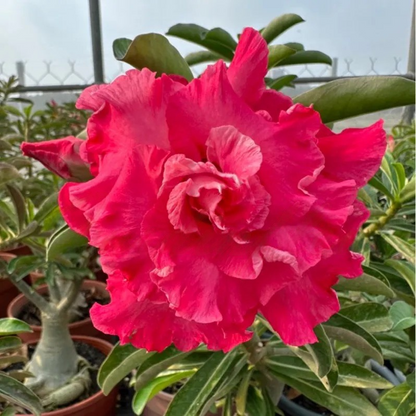 🌵 Desert Rose Bulbs - An Exotic Gem for Your Garden🌸