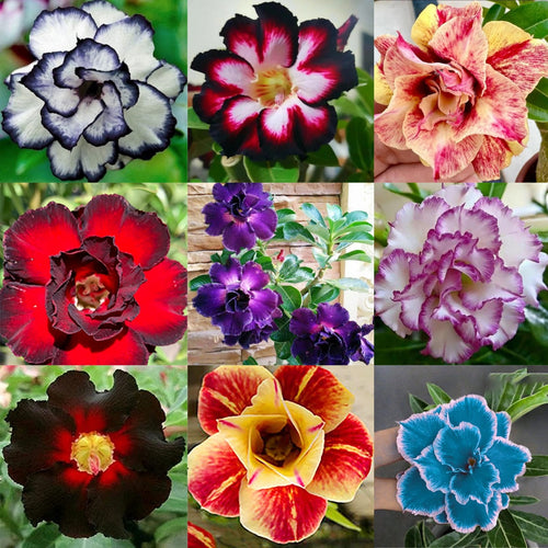 🌵 Desert Rose Bulbs - An Exotic Gem for Your Garden🌸