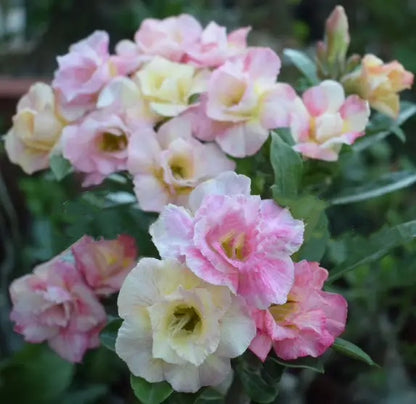 🌵 Desert Rose Bulbs - An Exotic Gem for Your Garden🌸
