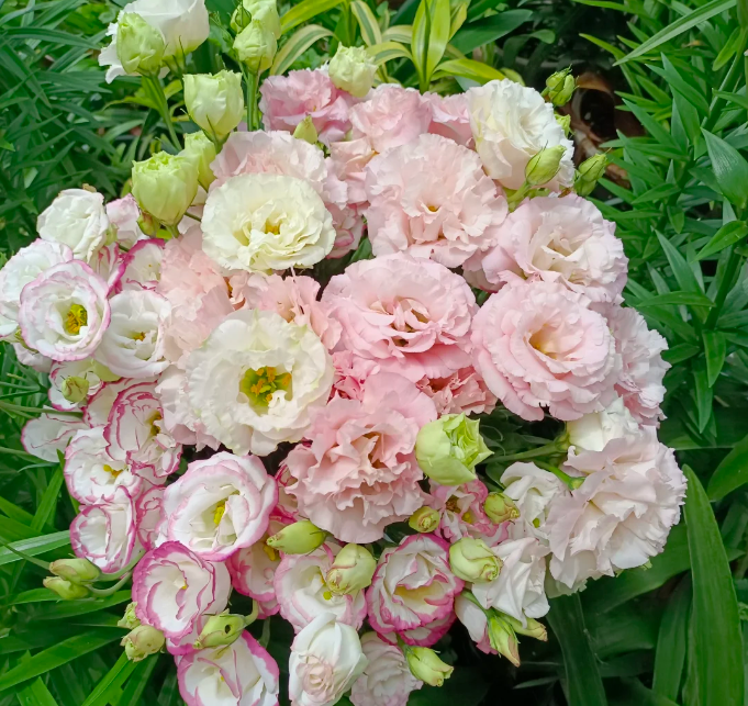 🌷Lisianthus Seeds - Blooming Elegance