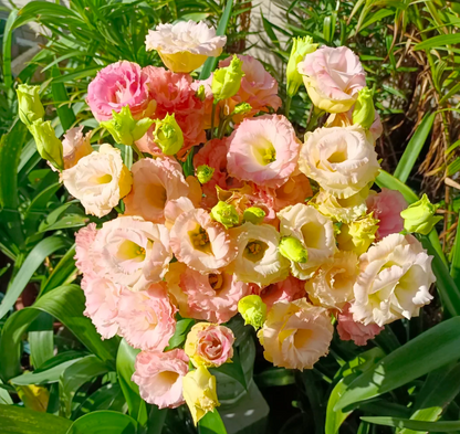 🌷Lisianthus Seeds - Blooming Elegance