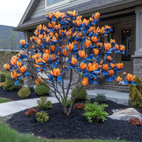 Orange & Blue
