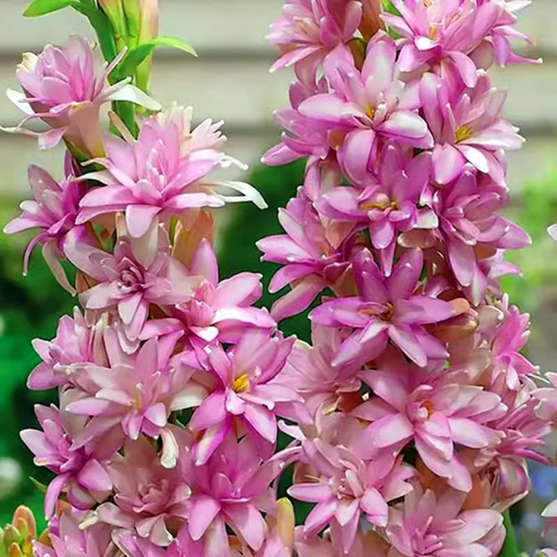 【Limited Time Sale】Tuberose Bulbs 🌸