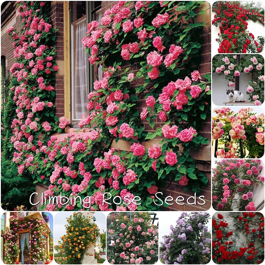 🌹Climbing Rose Seeds🌺 Easy Grow, First-Year Blooming Beauty