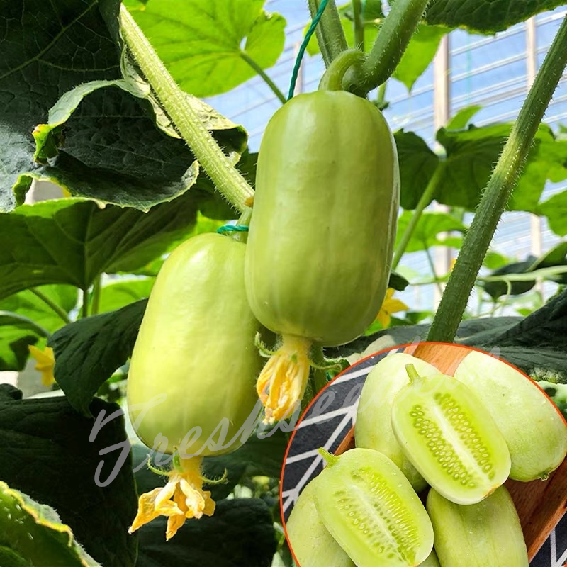 🥒Jade Lady Cucumber Seeds😍Vibrant, smooth, high-yield cucumbers – easy to grow!