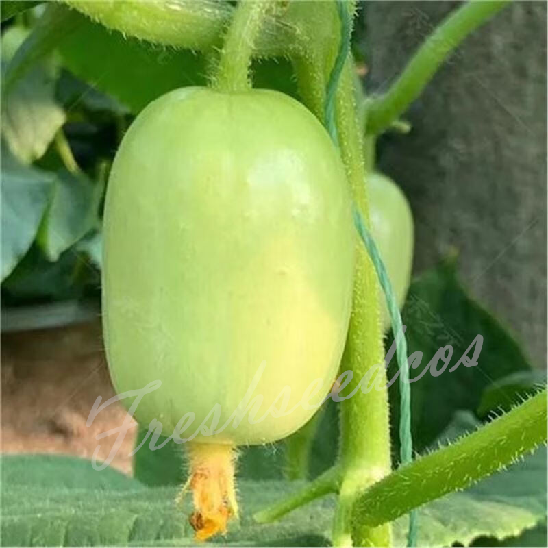 🥒Jade Lady Cucumber Seeds😍Vibrant, smooth, high-yield cucumbers – easy to grow!