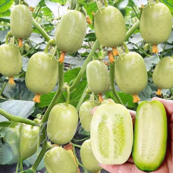 🥒Jade Lady Cucumber Seeds😍Vibrant, smooth, high-yield cucumbers – easy to grow!