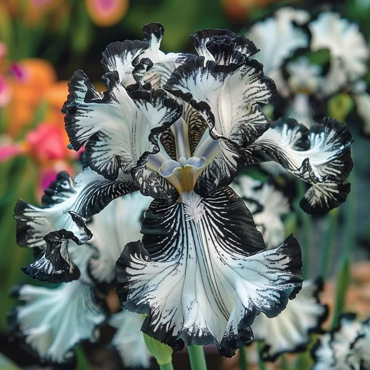 Rare Iris Bulbs 🌈🌑Cultivate a Rainbow in Your Garden✨