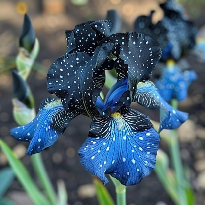 Rare Iris Bulbs 🌈🌑Cultivate a Rainbow in Your Garden✨