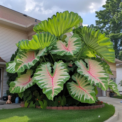 🌿✨Giant Caladium Bulbs 🎊The color wizard that creates a dream garden 🌈