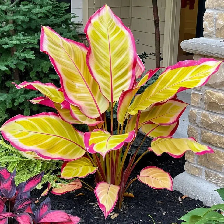 🌿Caladium Giganteum Bulbs 🌟The tropical star of your garden