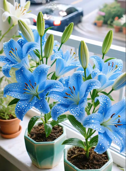 Black Magic Lily🌺Perfume Lily Bulbs✨Fast Blooming&Perfect for Beginners