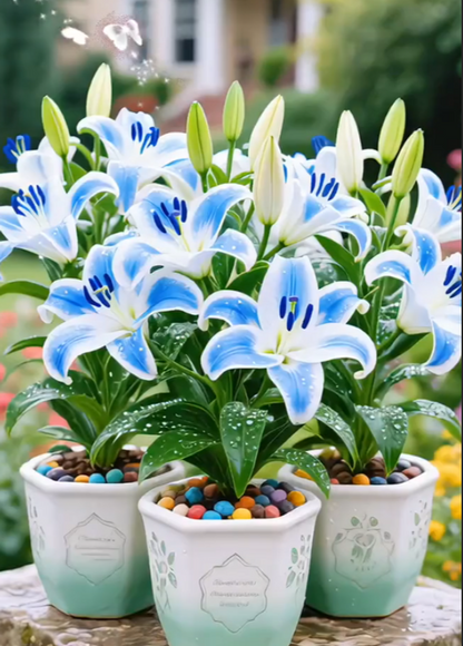 Black Magic Lily🌺Perfume Lily Bulbs✨Fast Blooming&Perfect for Beginners