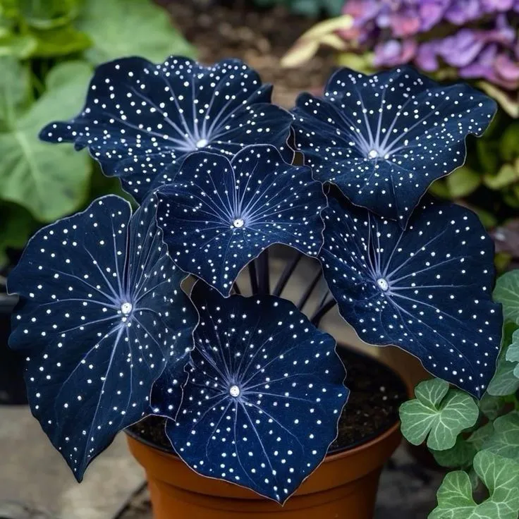 🎁Midnight blue Hosta-A Radiant Addition to Your Home! 🌟