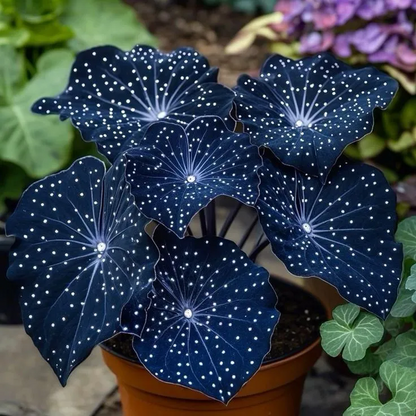 🎁Midnight blue Hosta-A Radiant Addition to Your Home! 🌟