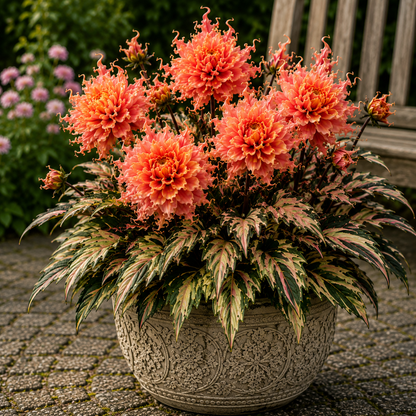 🤗🌸 Variegated Dahlia Bulbs 🌿💥 Stunning Multi-Color Blooms, Easy to Grow