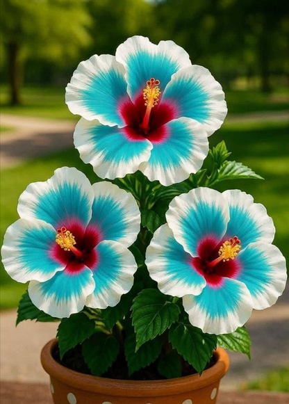 🌺 Rare Hibiscus Bulbs – Brighten Your Home with Vibrant Tropical Flowers