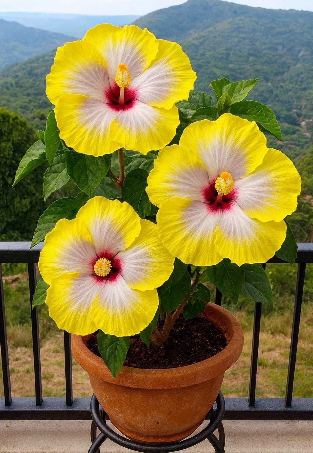 🌺 Rare Hibiscus Bulbs – Brighten Your Home with Vibrant Tropical Flowers