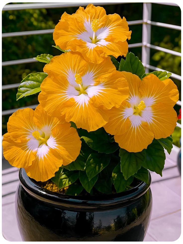 🌺 Rare Hibiscus Bulbs – Brighten Your Home with Vibrant Tropical Flowers