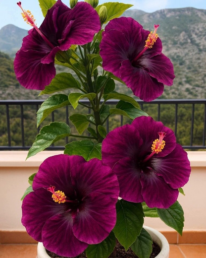 🌺 Rare Hibiscus Bulbs – Brighten Your Home with Vibrant Tropical Flowers