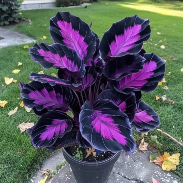 💚 ✨Premium Hosta Bulbs🔥Low-Maintenance, Shade-Loving & Comes Back Every Year