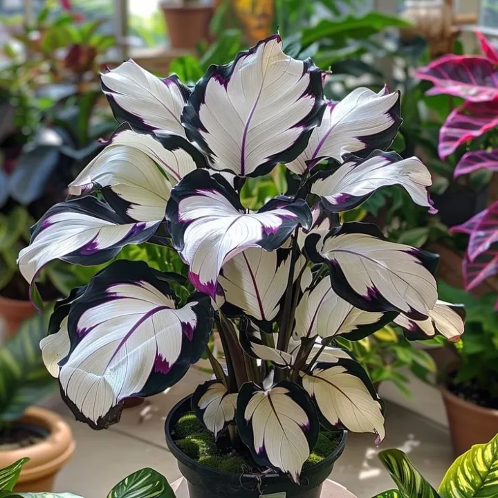 💚 ✨Premium Hosta Bulbs🔥Low-Maintenance, Shade-Loving & Comes Back Every Year