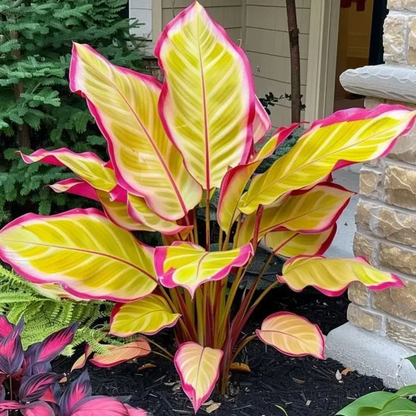 💚 ✨Premium Hosta Bulbs🔥Low-Maintenance, Shade-Loving & Comes Back Every Year