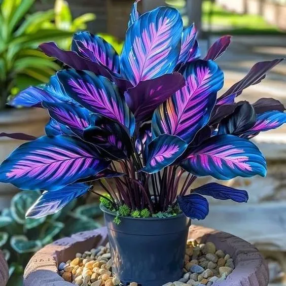 💚 ✨Premium Hosta Bulbs🔥Low-Maintenance, Shade-Loving & Comes Back Every Year