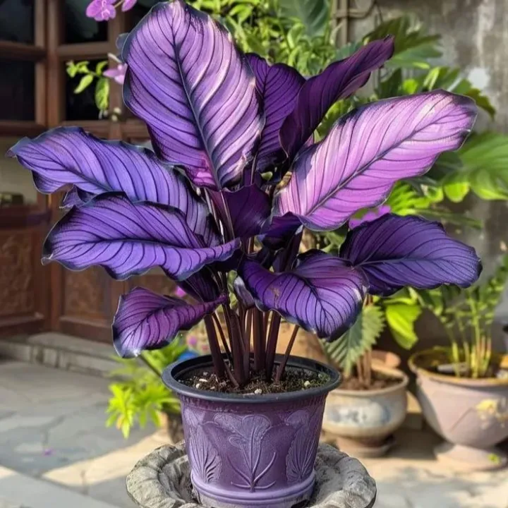 💚 ✨Premium Giant Tall Hosta Bulbs🔥Low-Maintenance, Shade-Loving & Comes Back Every Year
