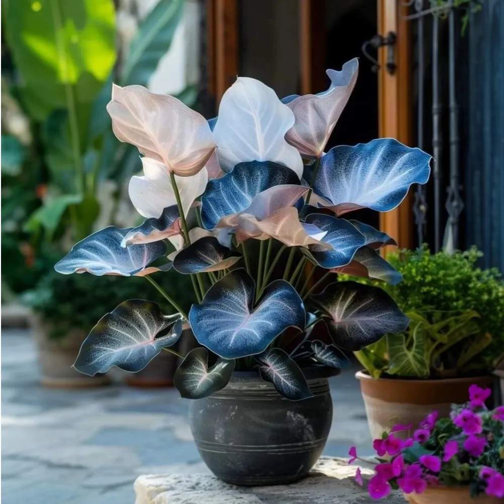 💚 ✨Premium Giant Tall Hosta Bulbs🔥Low-Maintenance, Shade-Loving & Comes Back Every Year