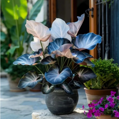 💚 ✨Premium Hosta Bulbs🔥Low-Maintenance, Shade-Loving & Comes Back Every Year
