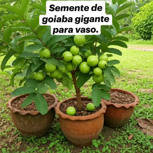 🌱Easy to Grow - 🍈 Pink Guava Living Tree Seedlings
