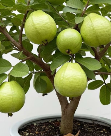 Limited-time 30% off🔥Homegrown Pink Guava 🌱 Live Tree Seedlings for Your Garden