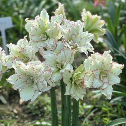 Big blooms • Easy care • Unique colors🏠🌈Exotic Rare Amaryllis Bulbs for Stunning Spring Flowers🌼