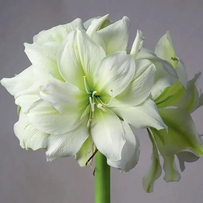 Big blooms • Easy care • Unique colors🏠🌈Exotic Rare Amaryllis Bulbs for Stunning Spring Flowers🌼