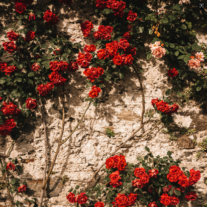 🌹Climbing Vine Rose Seeds – Transform Your Garden Into a Blooming Rose Wall