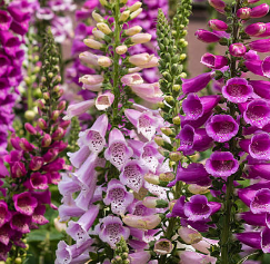 🔥Premium Foxglove Seeds –  🌸Elegant Blooms That Transform Your Garden