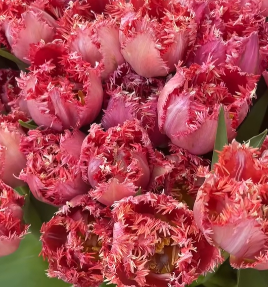 Lace Tulip（The Choice of the Majority）