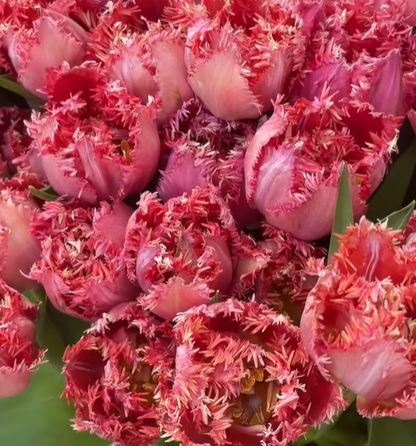 💥Spring NEW🌷Tulips "first love"seeds