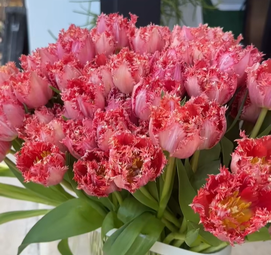 💥Spring NEW🌷Tulips "first love"seeds